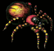 Spider